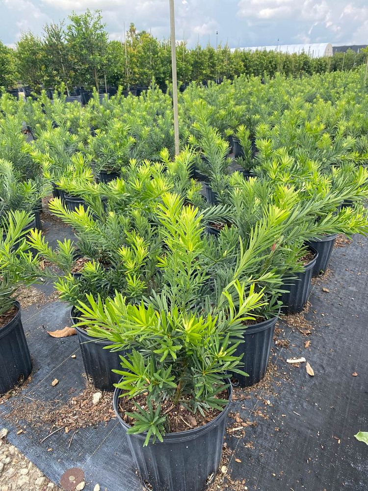 podocarpus-macrophyllus-pringles-japanese-yew