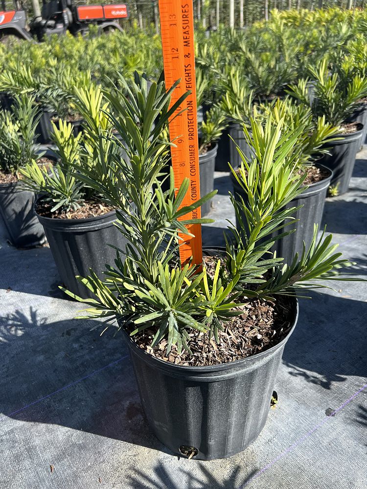 podocarpus-macrophyllus-pringles-japanese-yew