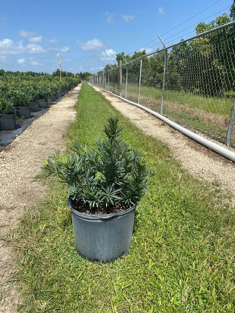 podocarpus-macrophyllus-pringles-japanese-yew