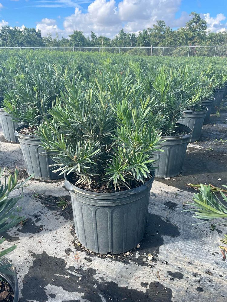 podocarpus-macrophyllus-pringles-japanese-yew