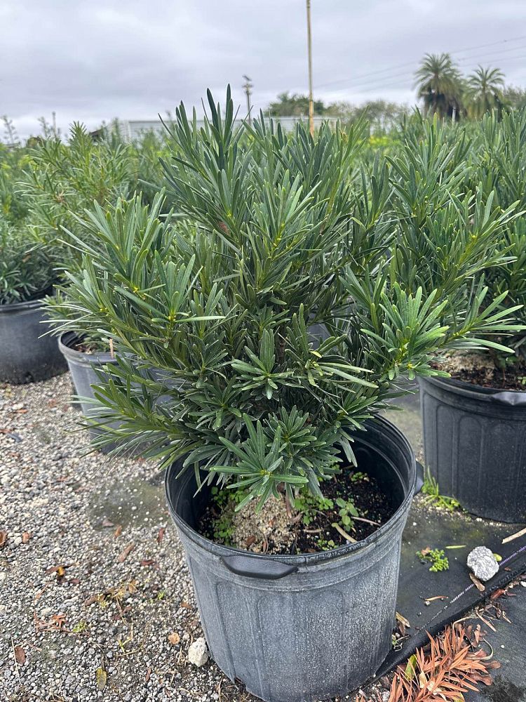 podocarpus-macrophyllus-pringles-japanese-yew