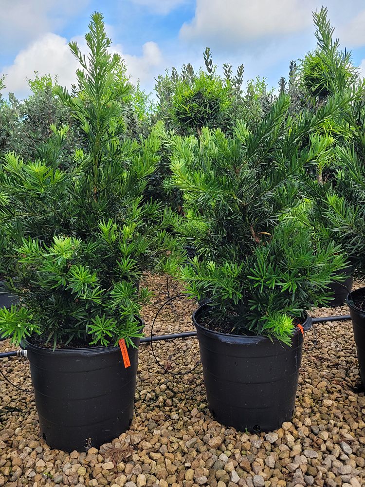 podocarpus-macrophyllus-pringles-japanese-yew