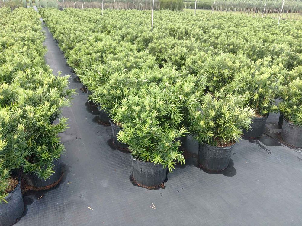 podocarpus-macrophyllus-pringles-japanese-yew
