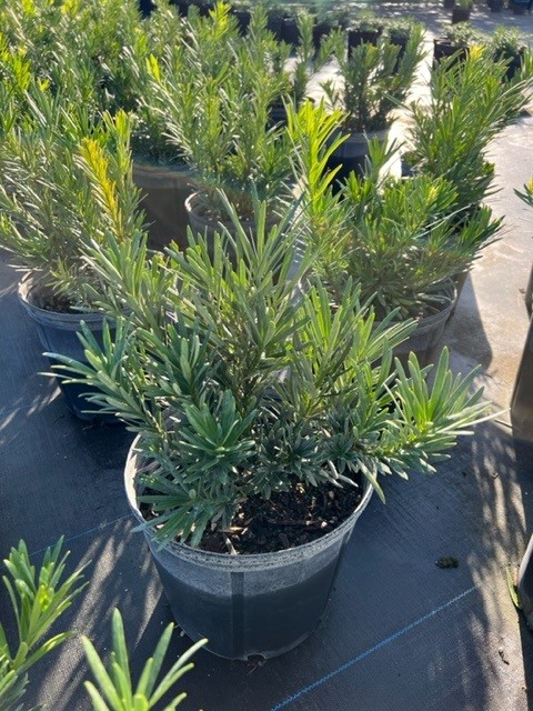 podocarpus-macrophyllus-pringles-japanese-yew