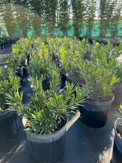 podocarpus-macrophyllus-pringles-japanese-yew