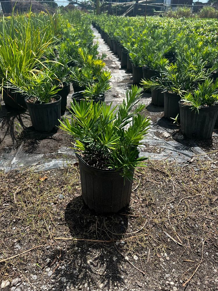 podocarpus-macrophyllus-pringles-japanese-yew