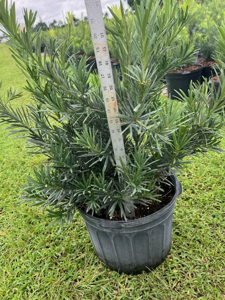 podocarpus-macrophyllus-pringles-japanese-yew
