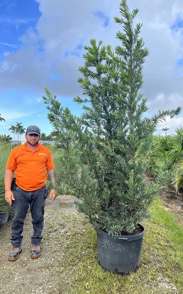 podocarpus-macrophyllus-pringles-japanese-yew