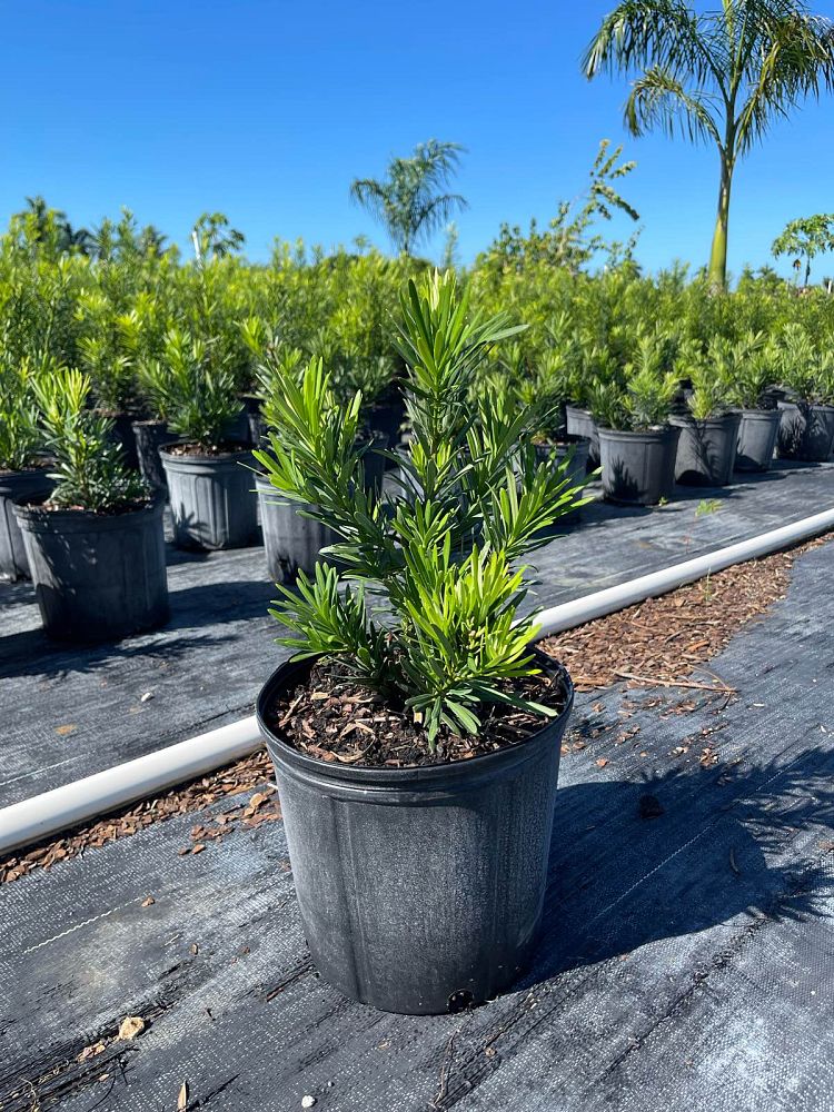 podocarpus-macrophyllus-pringles-japanese-yew