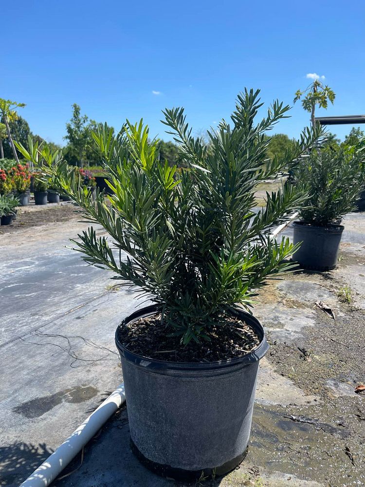 podocarpus-macrophyllus-pringles-japanese-yew
