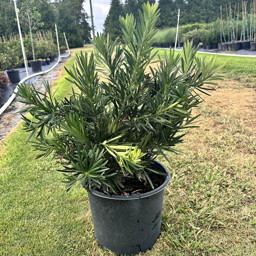podocarpus-macrophyllus-pringles-japanese-yew