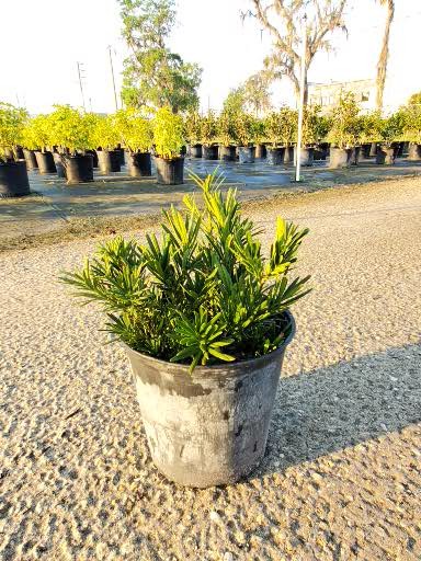 podocarpus-macrophyllus-pringles-japanese-yew