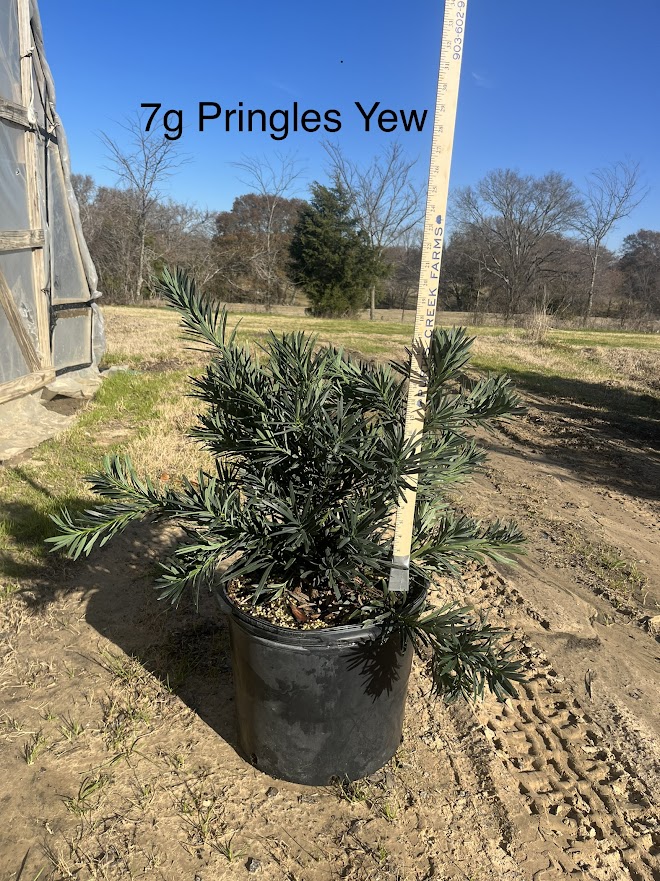 podocarpus-macrophyllus-pringles-japanese-yew