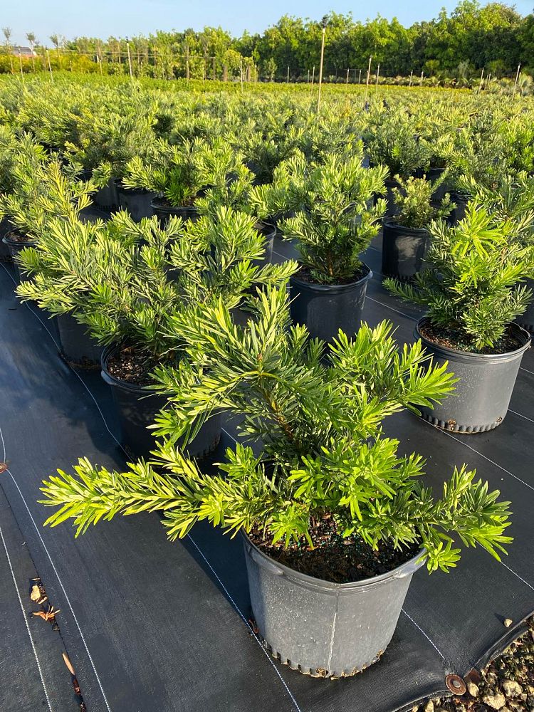 podocarpus-macrophyllus-pringles-japanese-yew
