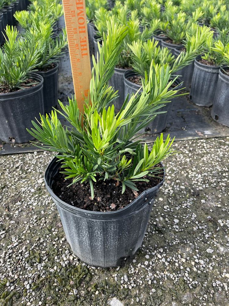 podocarpus-macrophyllus-pringles-japanese-yew
