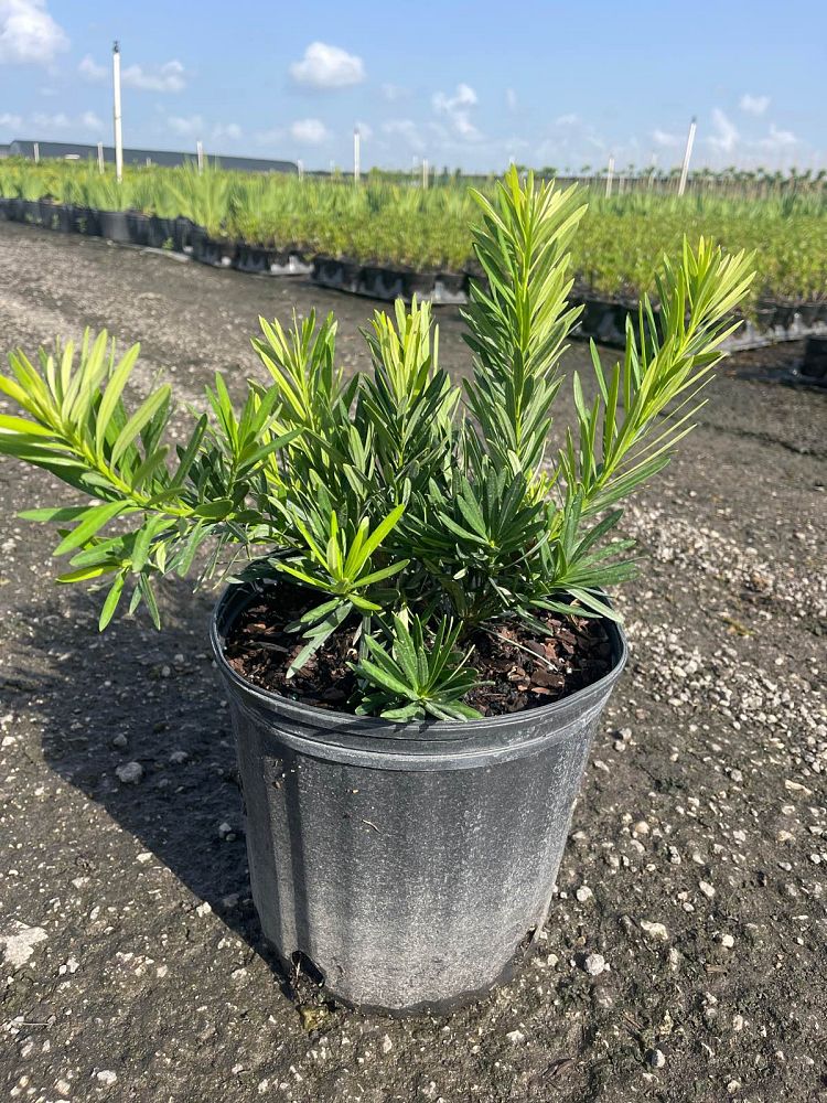 podocarpus-macrophyllus-pringles-japanese-yew