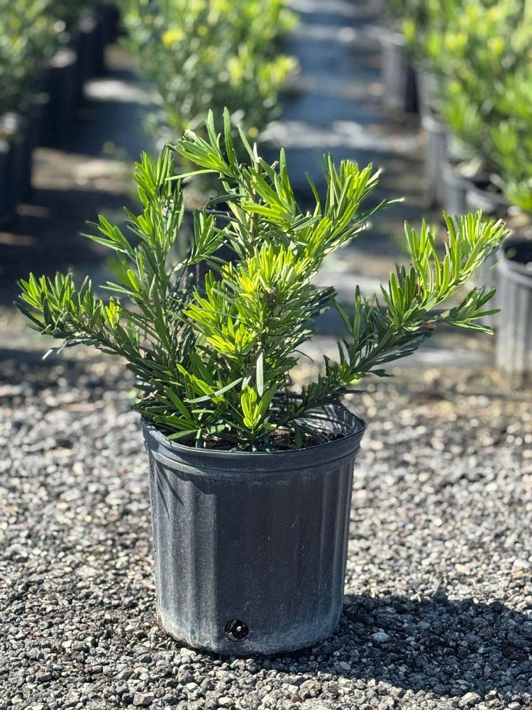 podocarpus-macrophyllus-pringles-japanese-yew