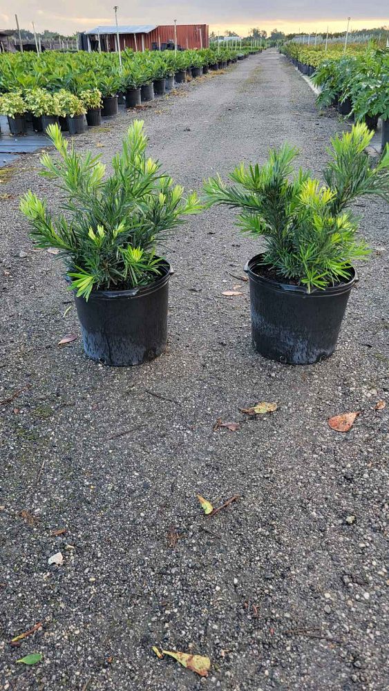 podocarpus-macrophyllus-pringles-japanese-yew
