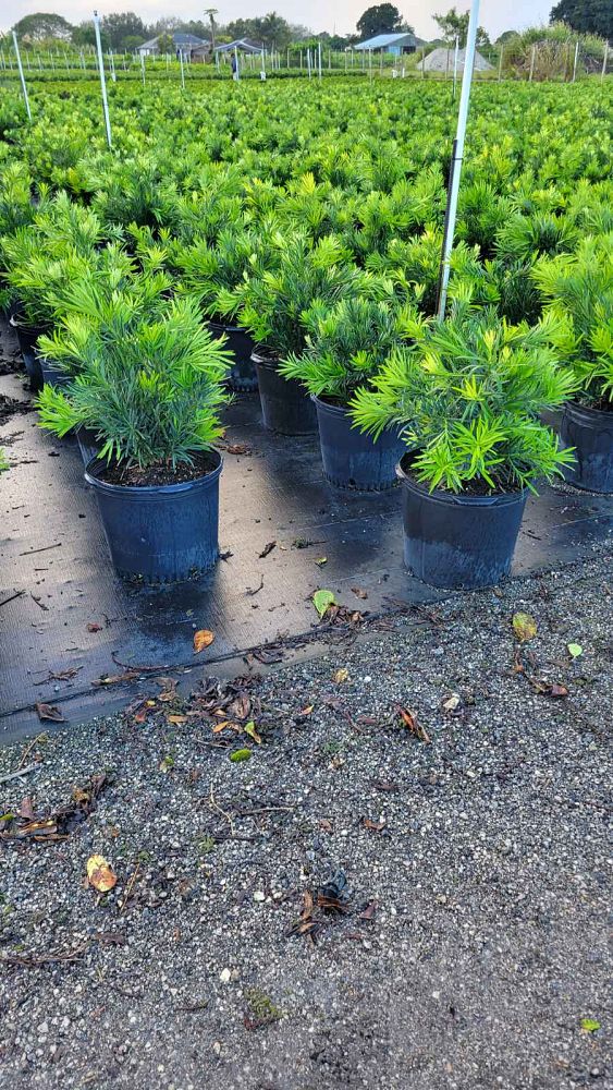 podocarpus-macrophyllus-pringles-japanese-yew