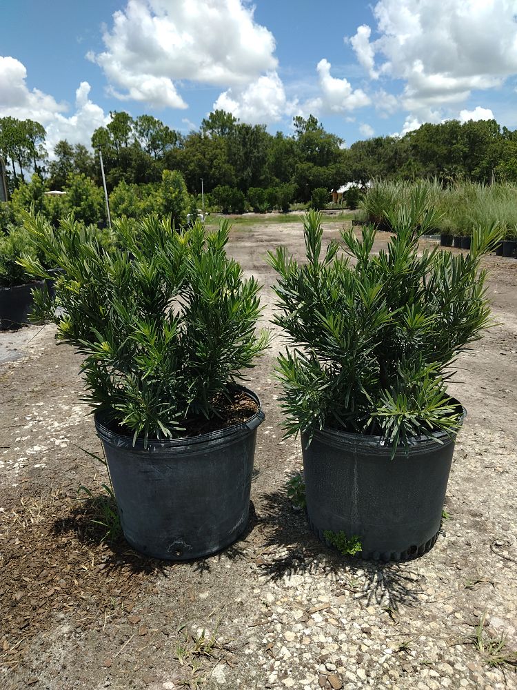 podocarpus-macrophyllus-pringles-japanese-yew