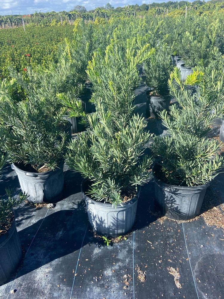 podocarpus-macrophyllus-pringles-japanese-yew