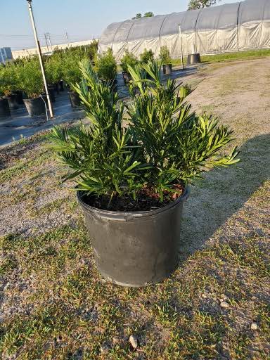 podocarpus-macrophyllus-pringles-japanese-yew