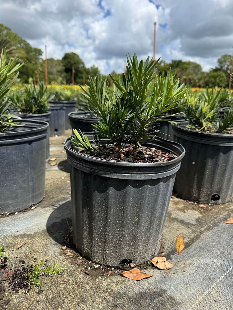 podocarpus-macrophyllus-pringles-japanese-yew