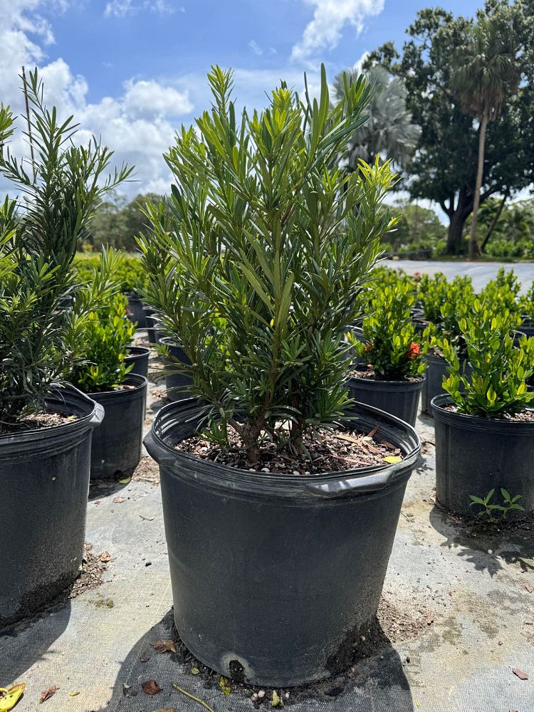 podocarpus-macrophyllus-pringles-japanese-yew
