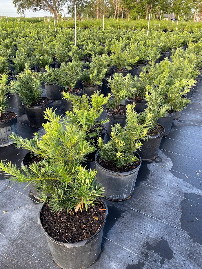podocarpus-macrophyllus-pringles-japanese-yew