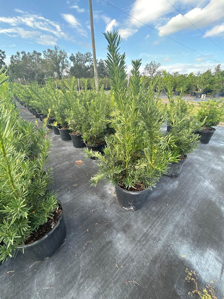 podocarpus-macrophyllus-pringles-japanese-yew