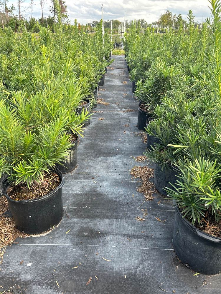 podocarpus-macrophyllus-pringles-japanese-yew