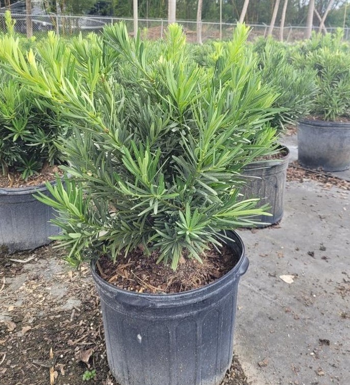 podocarpus-macrophyllus-pringles-japanese-yew