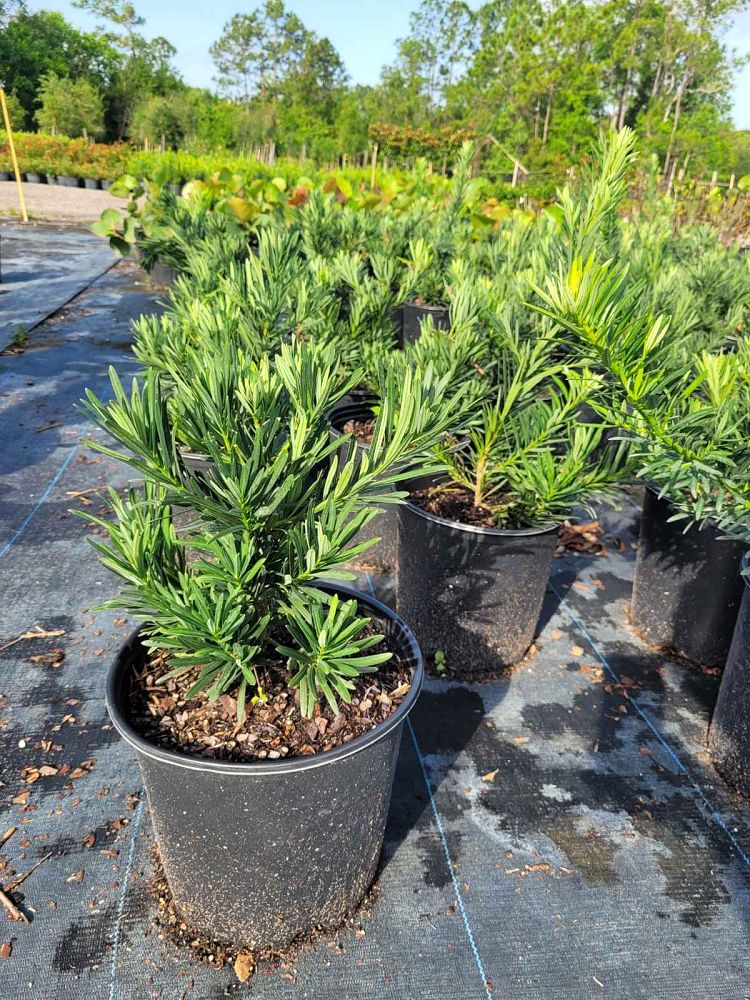 podocarpus-macrophyllus-pringles-japanese-yew