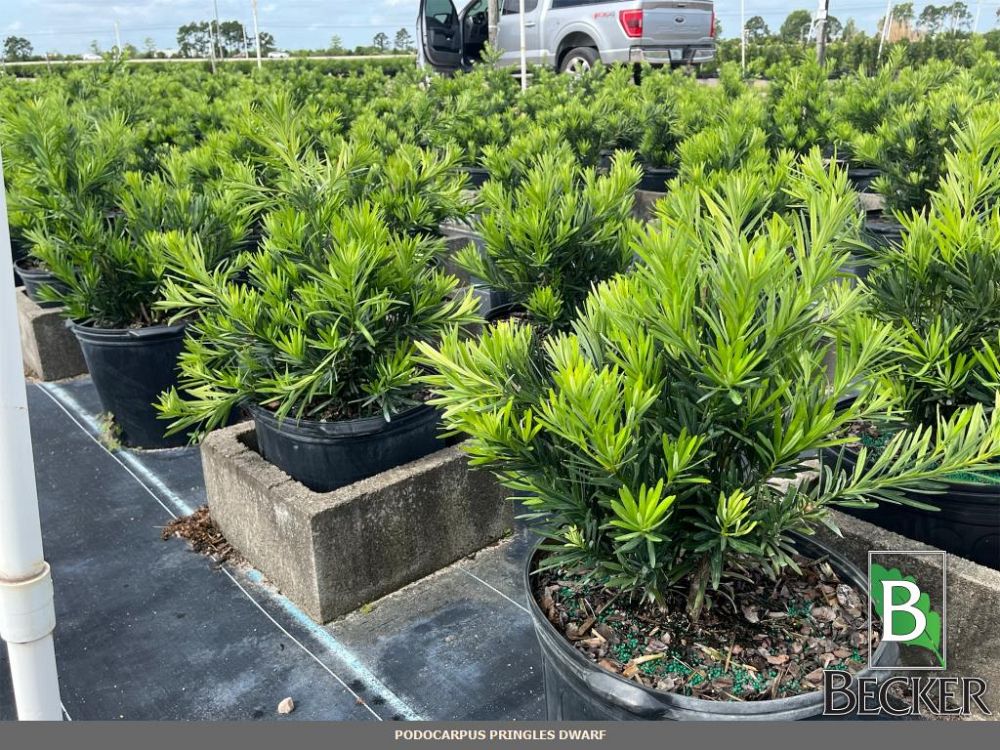 podocarpus-macrophyllus-pringles-japanese-yew