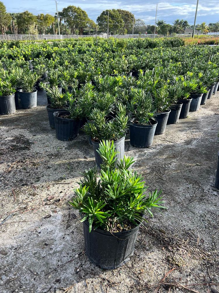 podocarpus-macrophyllus-pringles-japanese-yew