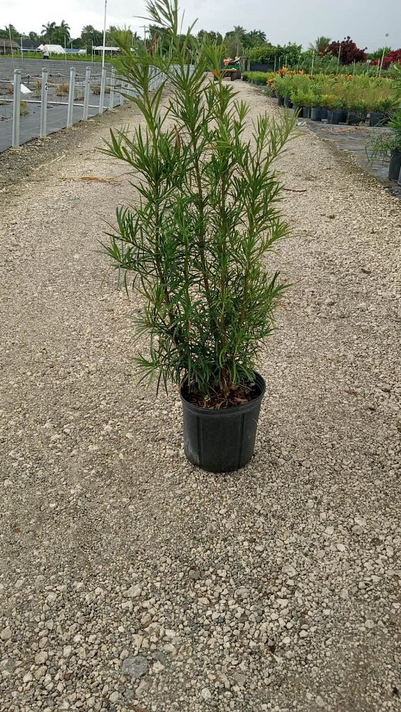 podocarpus-macrophyllus-pringles-japanese-yew
