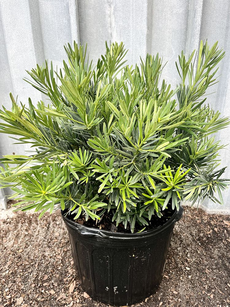 podocarpus-macrophyllus-pringles-japanese-yew