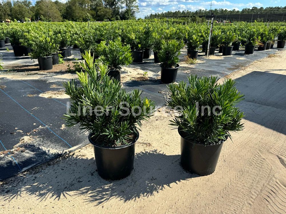 podocarpus-macrophyllus-pringles-japanese-yew