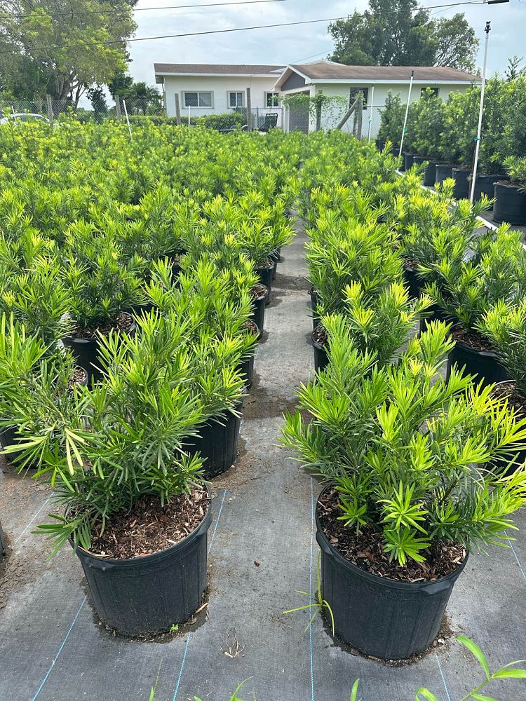 podocarpus-macrophyllus-pringles-japanese-yew