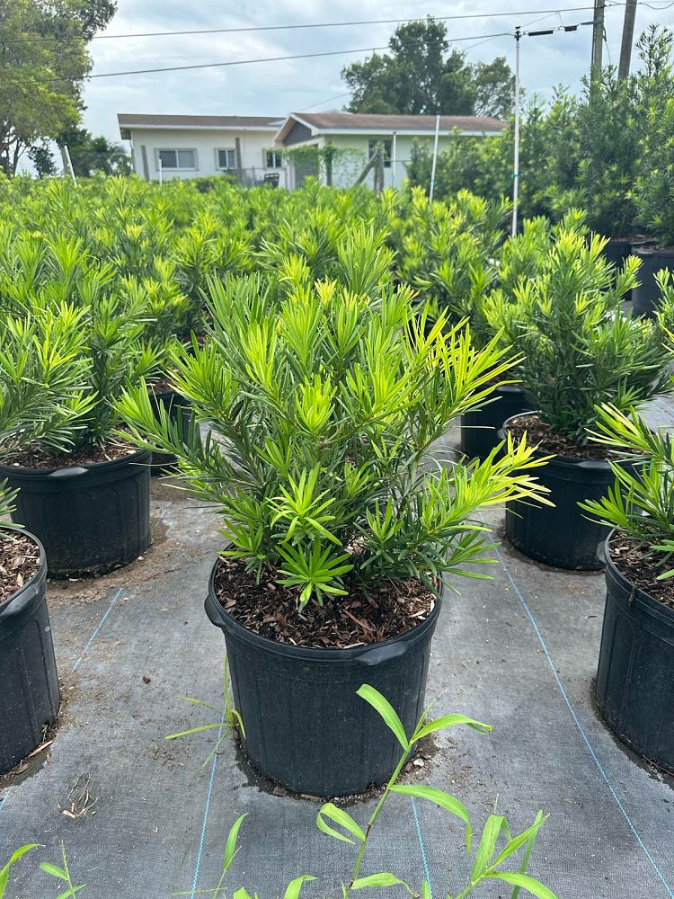 podocarpus-macrophyllus-pringles-japanese-yew