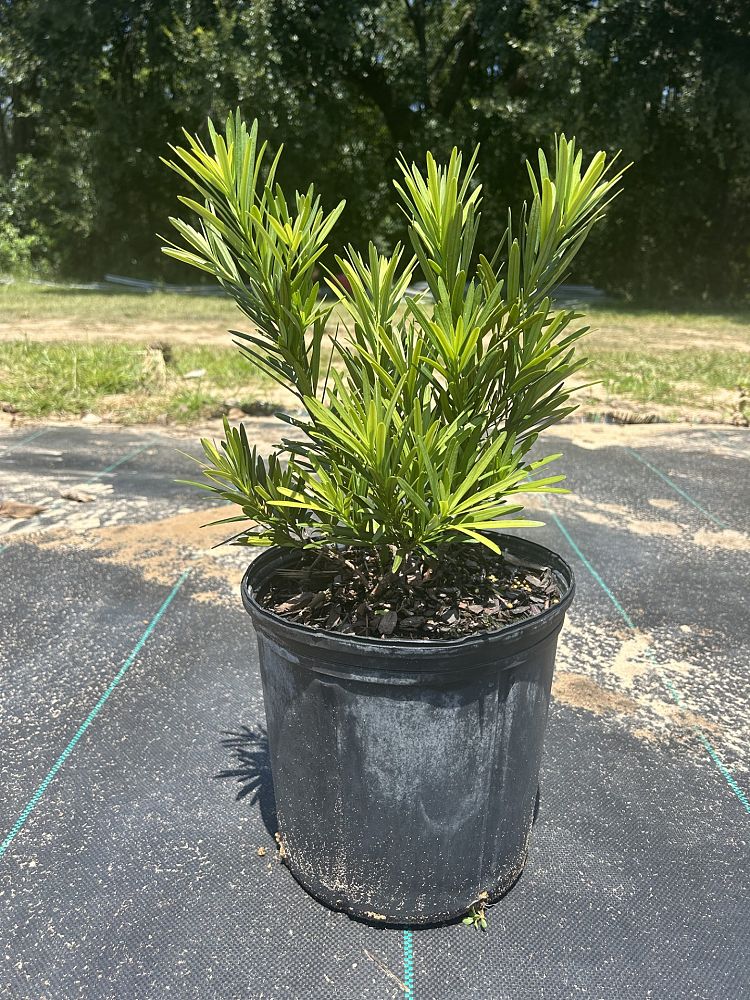 podocarpus-macrophyllus-pringles-japanese-yew