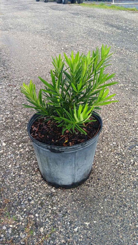 podocarpus-macrophyllus-pringles-japanese-yew