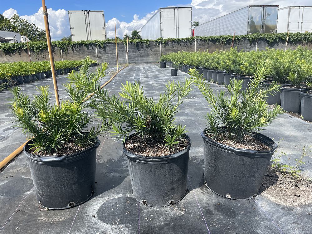 podocarpus-macrophyllus-pringles-japanese-yew