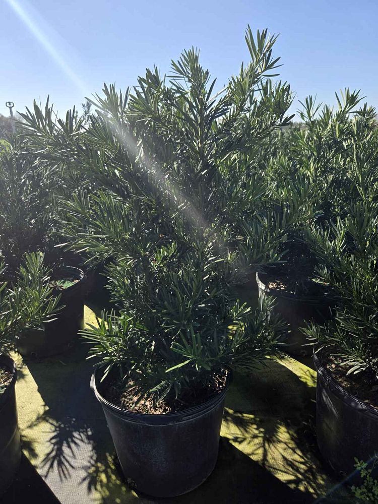 podocarpus-macrophyllus-pringles-japanese-yew