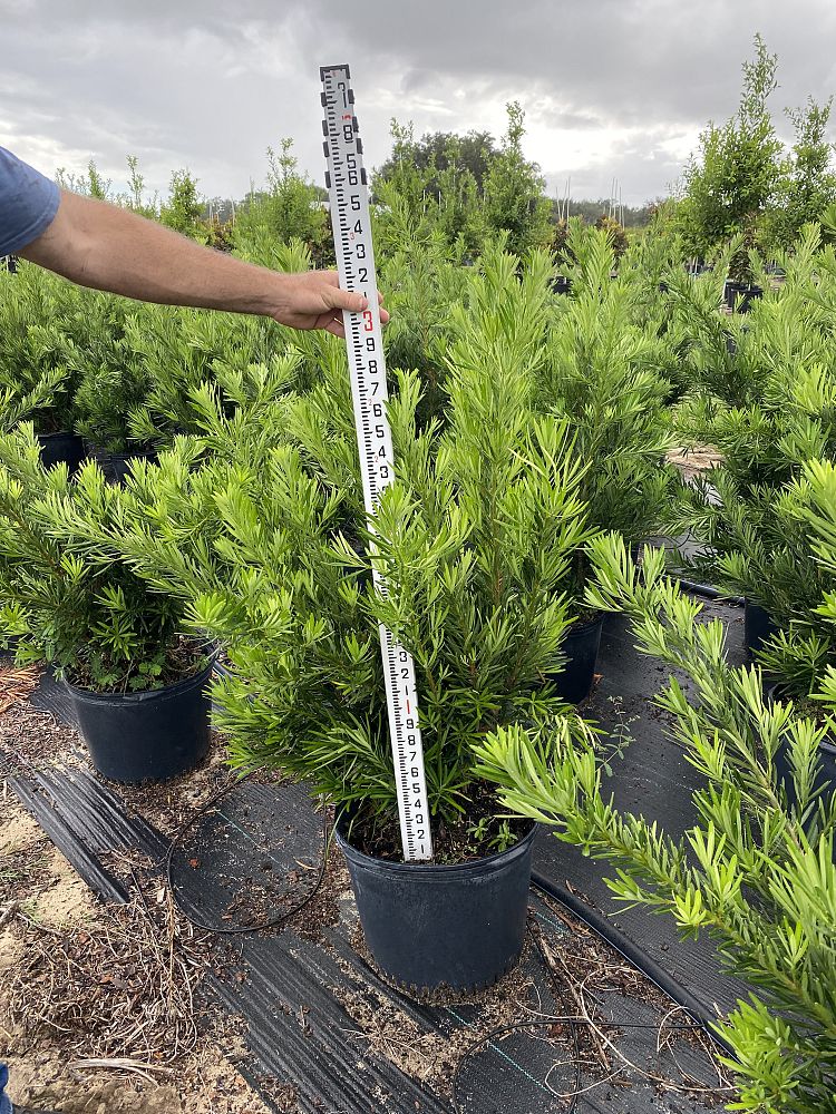podocarpus-macrophyllus-pringles-japanese-yew