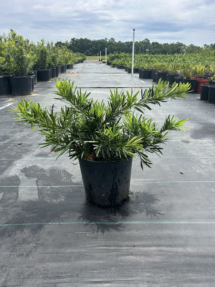 podocarpus-macrophyllus-pringles-japanese-yew