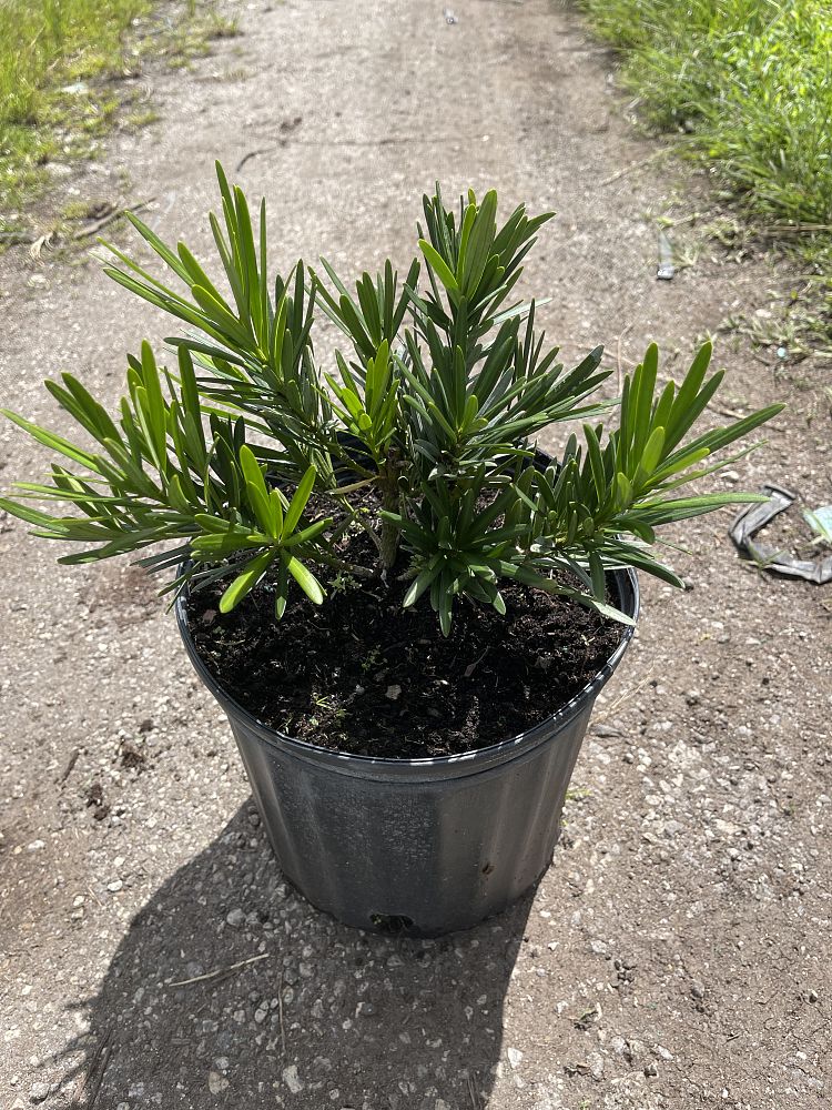 podocarpus-macrophyllus-pringles-japanese-yew