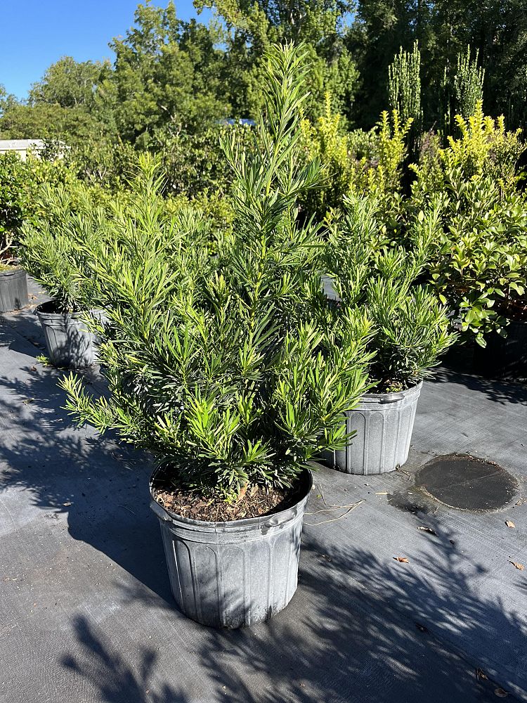 podocarpus-macrophyllus-pringles-japanese-yew