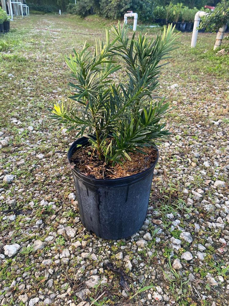 podocarpus-macrophyllus-pringles-japanese-yew