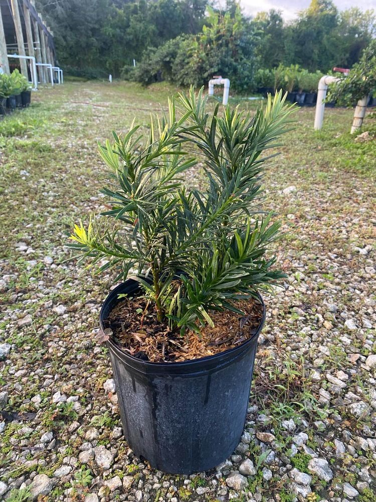 podocarpus-macrophyllus-pringles-japanese-yew